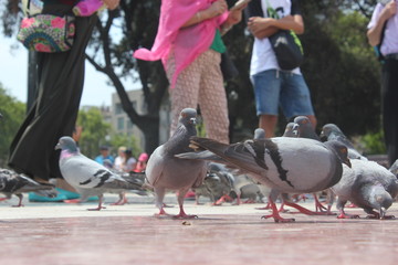 Dove