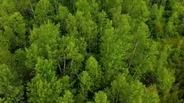 Beautiful overhead aerial footage of lush forest. 4K.