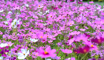 Cosmos bipinnatus flowers shine in the flower garden with colorful shimmering bonsai and beautiful. This flower is like stars sparkling in the sky