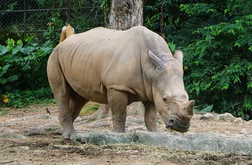 Naklejka premium White rhinoceros or square-lipped rhinoceros (Ceratotherium simum) is the largest extant species of rhinoceros.