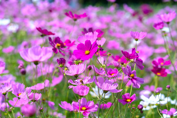 Cosmos bipinnatus flowers shine in the flower garden with colorful shimmering bonsai and beautiful. This flower is like stars sparkling in the sky