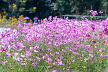 Cosmos bipinnatus flowers shine in the flower garden with colorful shimmering bonsai and beautiful. This flower is like stars sparkling in the sky