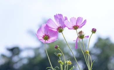 Fototapeta premium Kwiaty Cosmos bipinnatus błyszczą w ogrodzie kwiatowym z kolorowymi, błyszczącymi bonsai i pięknymi. Ten kwiat jest jak gwiazdy błyszczące na niebie