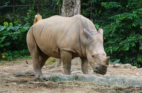 White rhinoceros or square-lipped rhinoceros (Ceratotherium simum) is the largest extant species of rhinoceros.