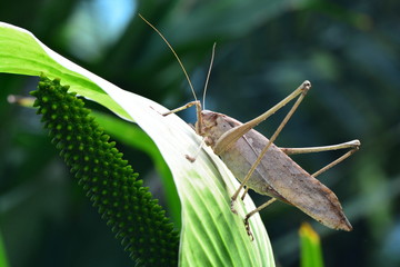 A long-legged katydid sits on a plant in its environment.