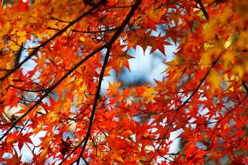 Autumn leaf season / Sesonal background
