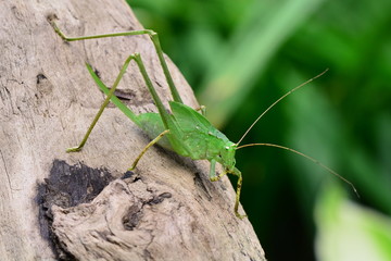 A katydid nymph enjoys its new surroundings.