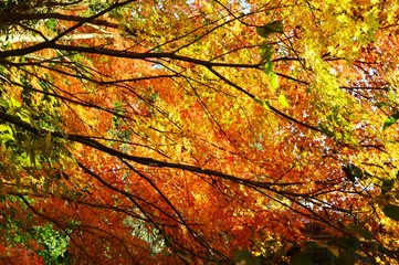 Autumn leaf season / Sesonal background