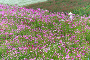 Fototapeta premium Tien Giang, Vietnam - February 12th, 2018: The farmers are weeding in the flower garden eco spring morning serve tourists Lunar New Year holidays in the countryside Tien Giang, Vietnam