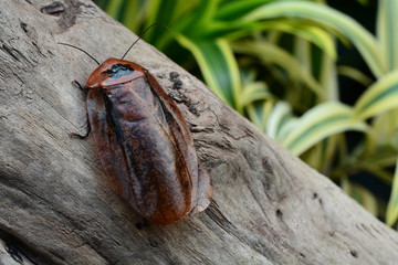 Giant Cave cockroach relaxes in the gardens