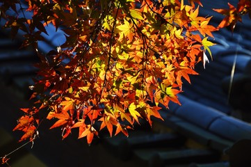Autumn leaf season / Sesonal background