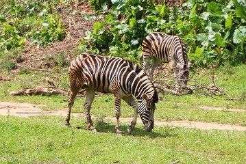 Zebras are several species of African equids united by their distinctive black and white striped coats.