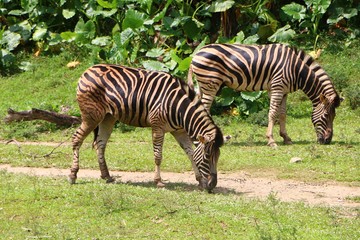 Fototapeta na wymiar Zebras are several species of African equids united by their distinctive black and white striped coats.