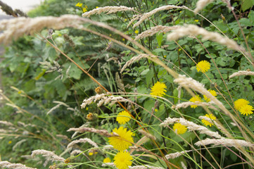 Dandelions and Wheat