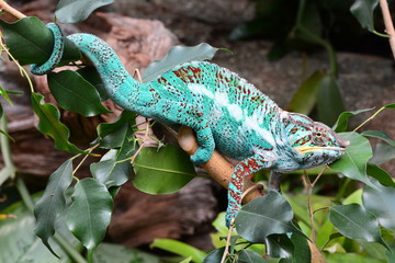 A chameleon walks through its environment looking for lunch.