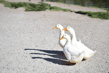 patos