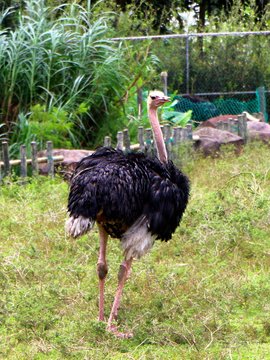 The ostrich (Struthio camelus) is a species of large flightless birds