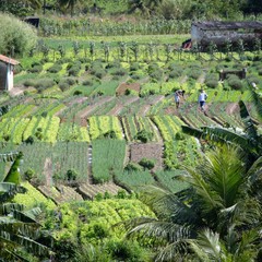 Family farming