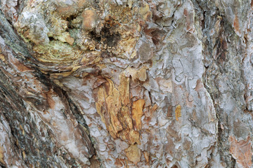 Bark and resin of several hundred old pine