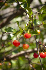 Red Cherries on a Tree