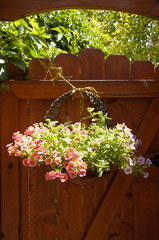 Fototapeta na wymiar Petunias in a Basket Hanging on a Wood Gate