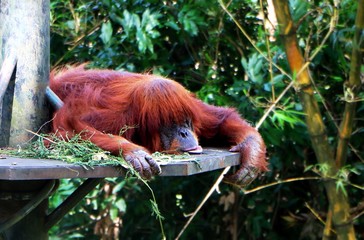 The orangutans are three extant species of great apes native to Indonesia and Malaysia.