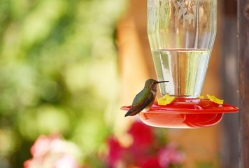 Hummingbird perched on feeder with blurred background © Joylyn McChesnie