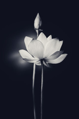 Obrazy na Szkle  Kwiat lotosu kwitnący w czerni i bieli