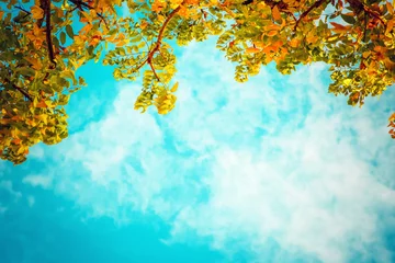 Photo sur Plexiglas Automne vintage photo of autumn tree with blue sky. nature background of fall season. vintage colour tone.