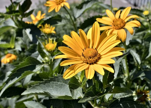 yellow flowers Sunny heliopsis