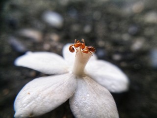 Ants with flowers