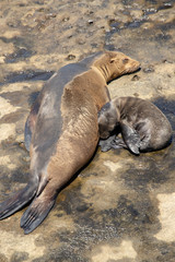 Sea lion nap time