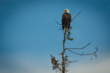 Bald eagle sitting on tree and looking for prey