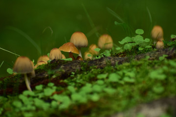 コケの丘の小さなキノコ