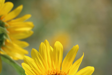 Fototapeta premium ヒマワリの花びら