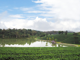 Green tea field with blue sky and lake