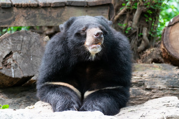 Asian black bear looking something 