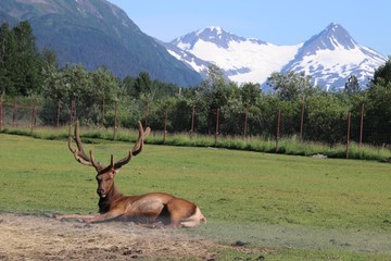 Reindeer