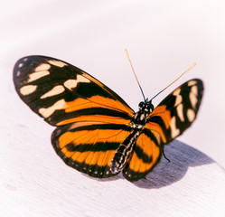 Obraz na płótnie Canvas Orange Butterfly