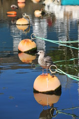 juvenille seagull sitting on a buoy