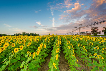 A sunflower field at sunset, in Jarrettsville, Maryland.