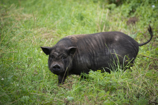 ANIMALS - black pig
