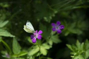 INSECTS - white butterfly on a flower