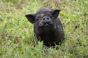 ANIMALS - black pig