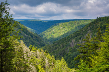 Fototapeta na wymiar A view of the Blackwater Canyon, at Blackwater Falls State Park, West Virginia.