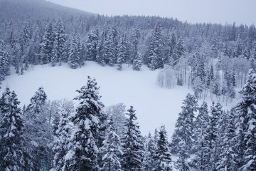 Colorado Snow 3