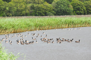 Large flock of Canada Geese on water