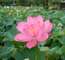 Obraz premium 古代蓮の花びら