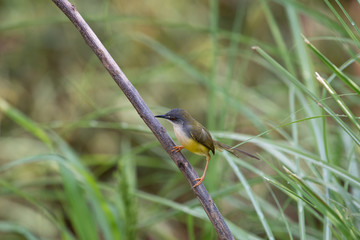 Yellow-bellied Prinia with blur green grass field background