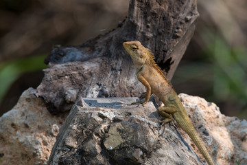 oriental garden lizard or eastern garden lizard in Thailand